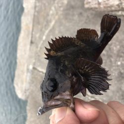 カサゴ？ソイ？