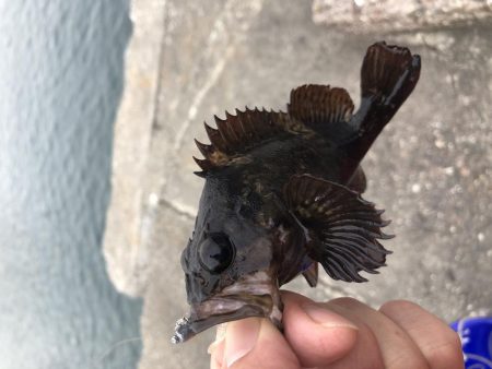 カサゴ？ソイ？