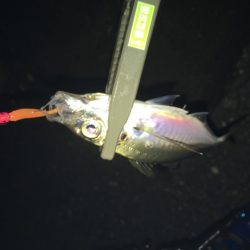 締めくくりアジング