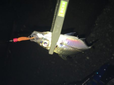 締めくくりアジング