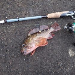 ライトワインドで爆釣♪