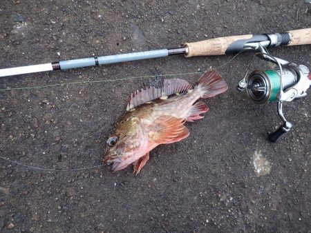 ライトワインドで爆釣♪