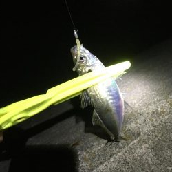 土佐泊でフルムーンアジング