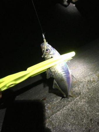 土佐泊でフルムーンアジング