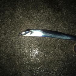 大雨の中貴重な１本