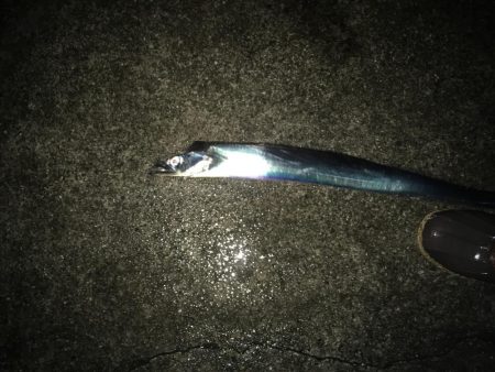 大雨の中貴重な１本