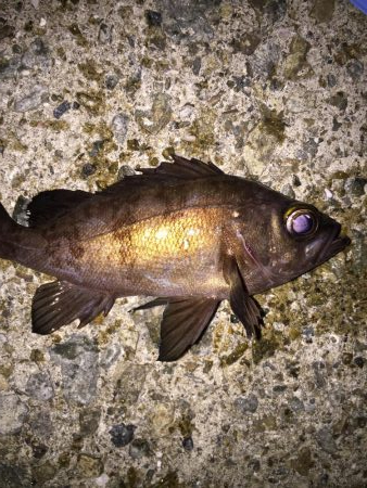 メバリングスタート