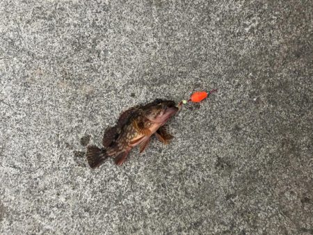 初心者の穴釣り