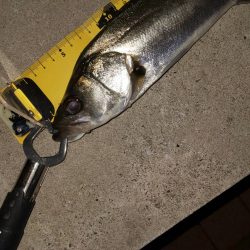 ボウズ逃れ　~辰巳橋~