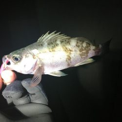 アジングのつもりが