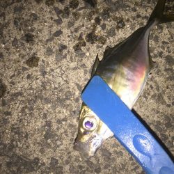 またまたアジング