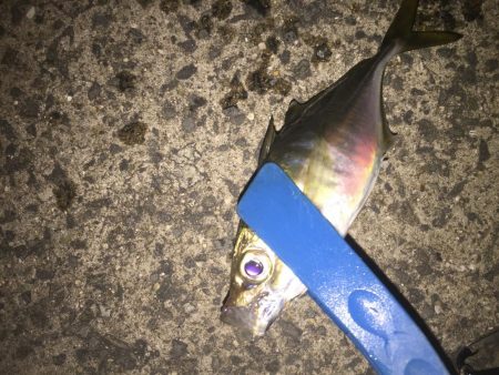 またまたアジング