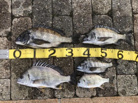 エビ撒きハネ釣りなんですけど何か？