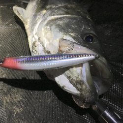 小潮は小場所でマイワシボイル