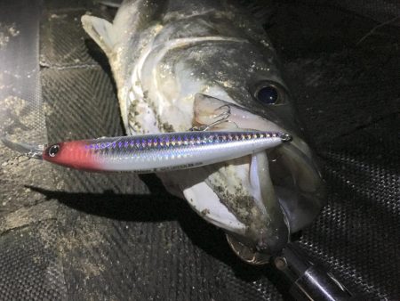 小潮は小場所でマイワシボイル