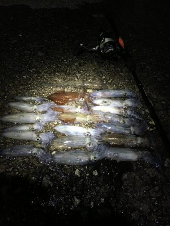 ヒイカエギング