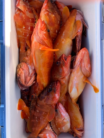 ロックフィッシュ