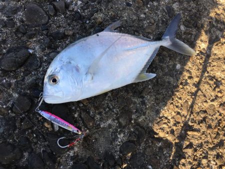 バックラッシュはアングラーの勲章