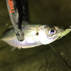 強風でもアジ釣れます〜