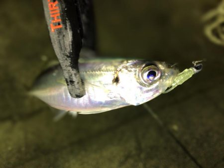 強風でもアジ釣れます〜