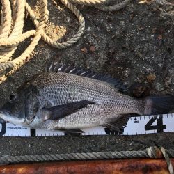 イチノ兄弟、釣果！