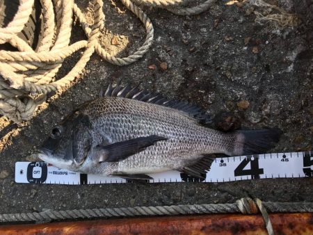 イチノ兄弟、釣果！