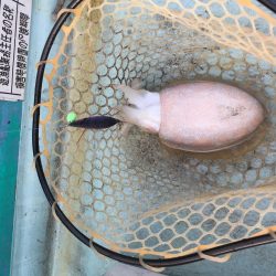 日和佐沖でティップラン