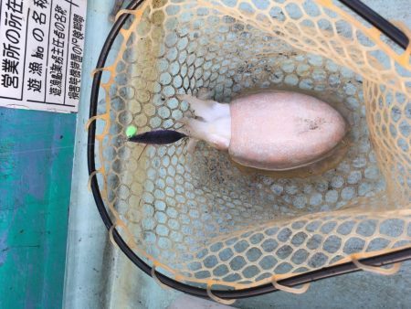 日和佐沖でティップラン