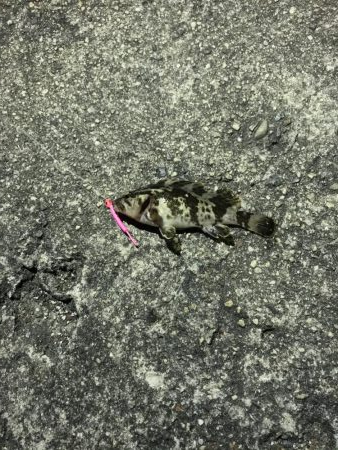 メバリング釣行