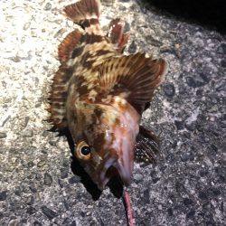 坊主逃れガシラ！