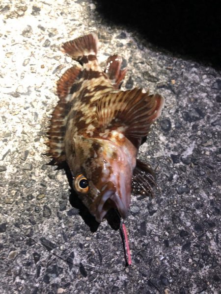 坊主逃れガシラ！