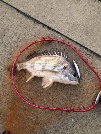 武庫川シーバス探索