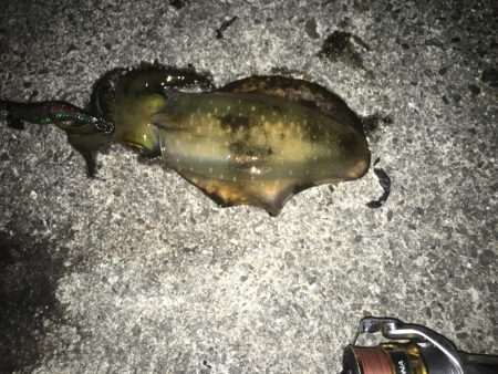 まだまだアオリイカ釣れてます