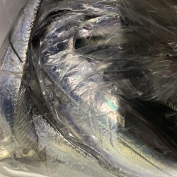 湾奥タチウオ爆釣