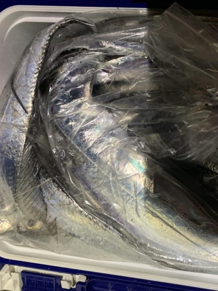 湾奥タチウオ爆釣