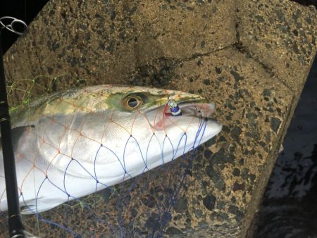 朝まずめの寒ブリ