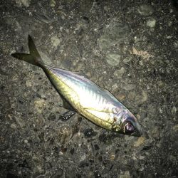 アジングからメバリング