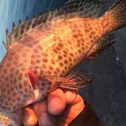 ライトゲーム串本遠征