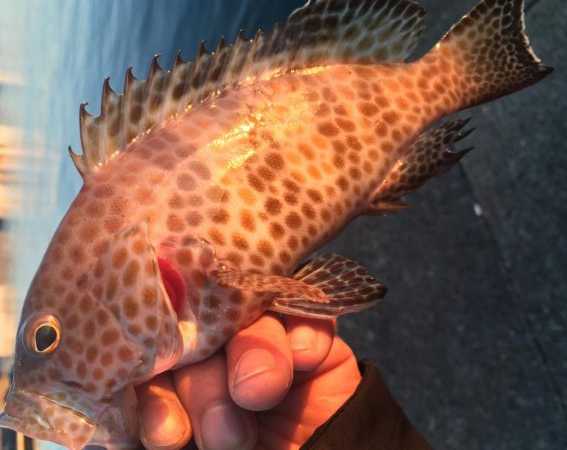 ライトゲーム串本遠征