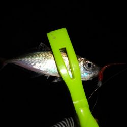 今日はNO1タックルでアジングリベンジ