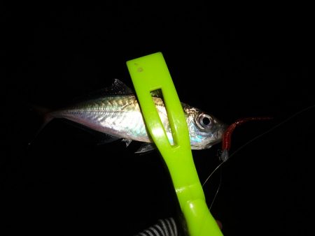 今日はNO1タックルでアジングリベンジ