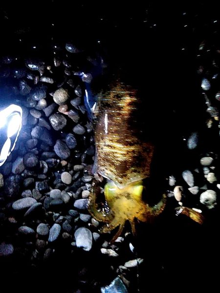 アタリはあるのですか・・・・・　