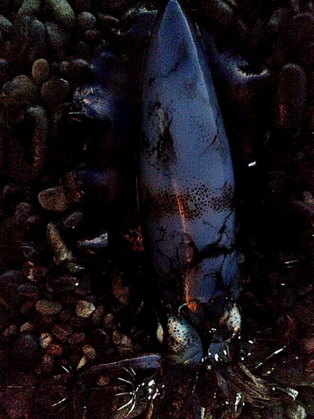 小型ですが、何とか一杯確保でした!!