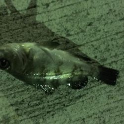 今冬初メバリング