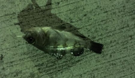 今冬初メバリング