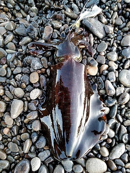 アタリはありますが、小型でした!!