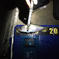 堂ノ浦他でアジ