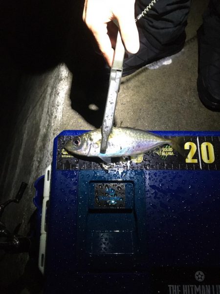 堂ノ浦他でアジ