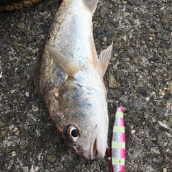 2019年終盤に今年初魚種