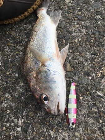 2019年終盤に今年初魚種